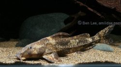 Rhinodoras sp. `MANACACIAS` - Click for species data page